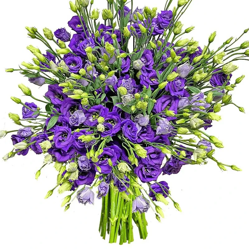 Эустомы фиолетовые